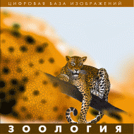 Зоология. (Цифровая база изображений) - «globural.ru» - Новоуральск