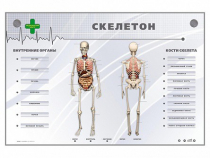 Электрифицированный стенд-тренажер "Скелетон" - «globural.ru» - Новоуральск