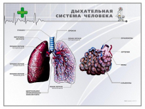 Стенд "Дыхательная система человека" - «globural.ru» - Новоуральск