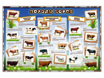 Стенд "Породы коров" - «globural.ru» - Новоуральск
