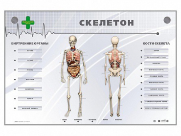 Электрифицированный стенд-тренажер "Скелетон" - «globural.ru» - Новоуральск