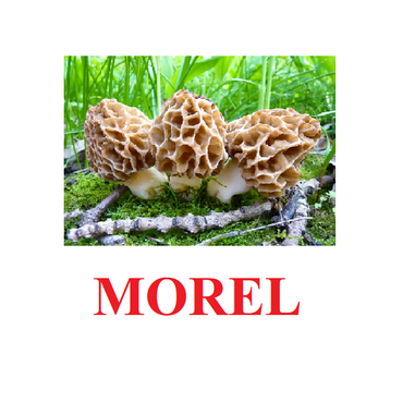 "Mushrooms" ("Грибы") английские карточки Домана - «globural.ru» - Новоуральск