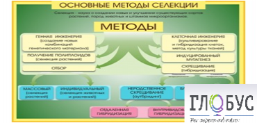 Стенд "Методы селекции и биотехнологии" - «globural.ru» - Новоуральск