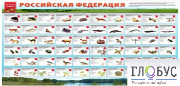 Стенд "Красная книга РФ" - «globural.ru» - Новоуральск