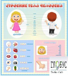 Стенд "Строение человека" для детей - «globural.ru» - Новоуральск