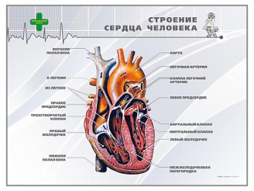 Стенд "Строение сердца человека" - «globural.ru» - Новоуральск