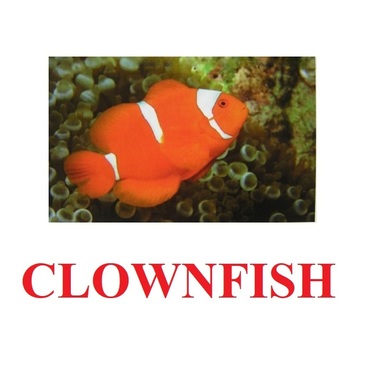 "Fish" ("Рыбы") английские карточки Домана - «globural.ru» - Новоуральск
