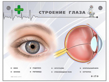 Интерактивный стенд "Строение глаза" - «globural.ru» - Новоуральск