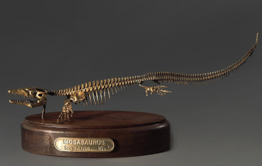 Модель скелета мозазавра Mosasaurus - «globural.ru» - Новоуральск
